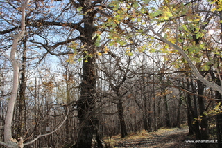 Monte Fontane